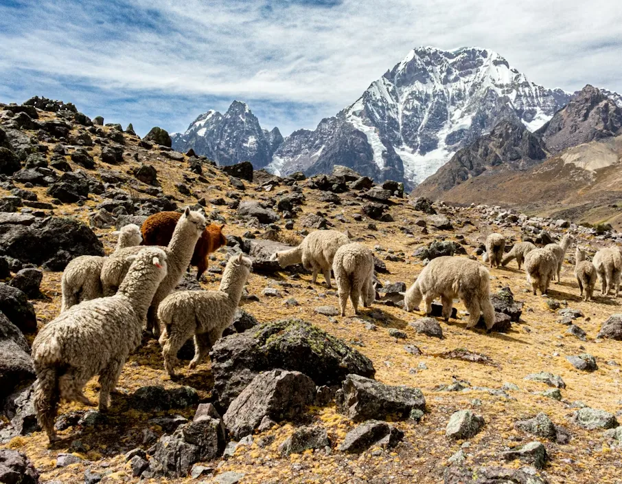 Andean Wildlife Encounter